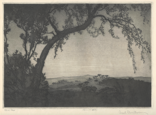 Olive Tree