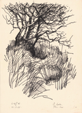 Thorn-tree