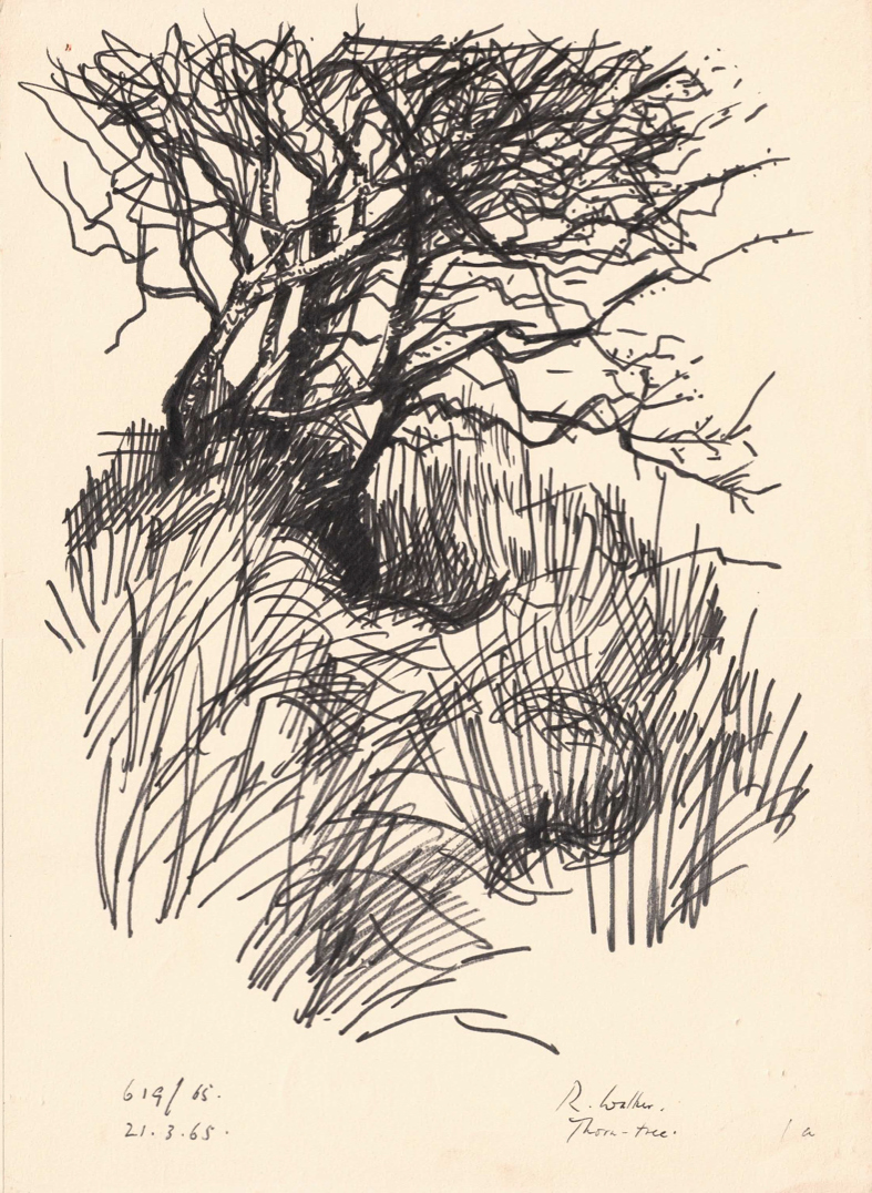 Thorn-tree