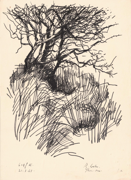 Thorn-tree